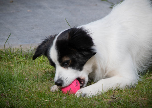 Dog Comets Stardust Roze S