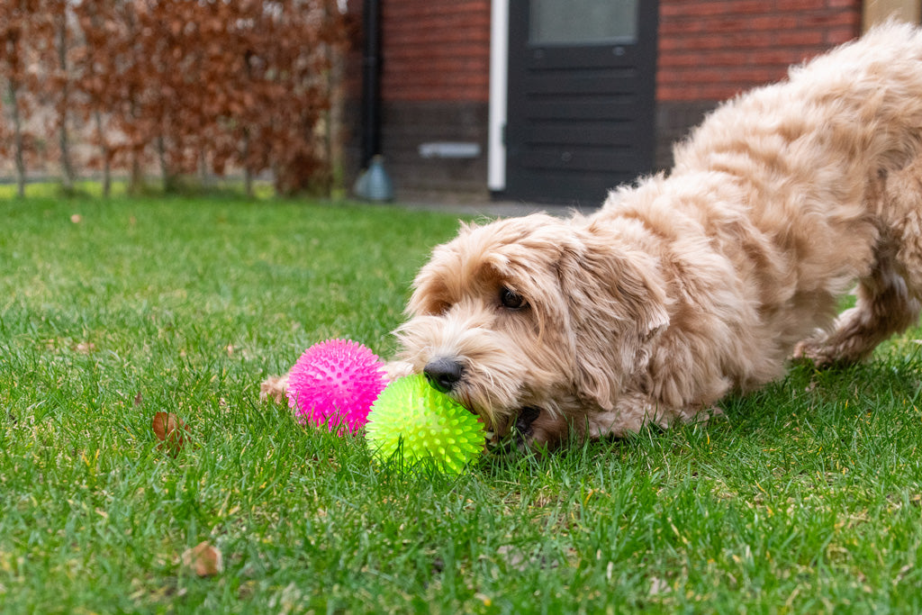 Dog Comets Exoplanet Egelbal L Roze