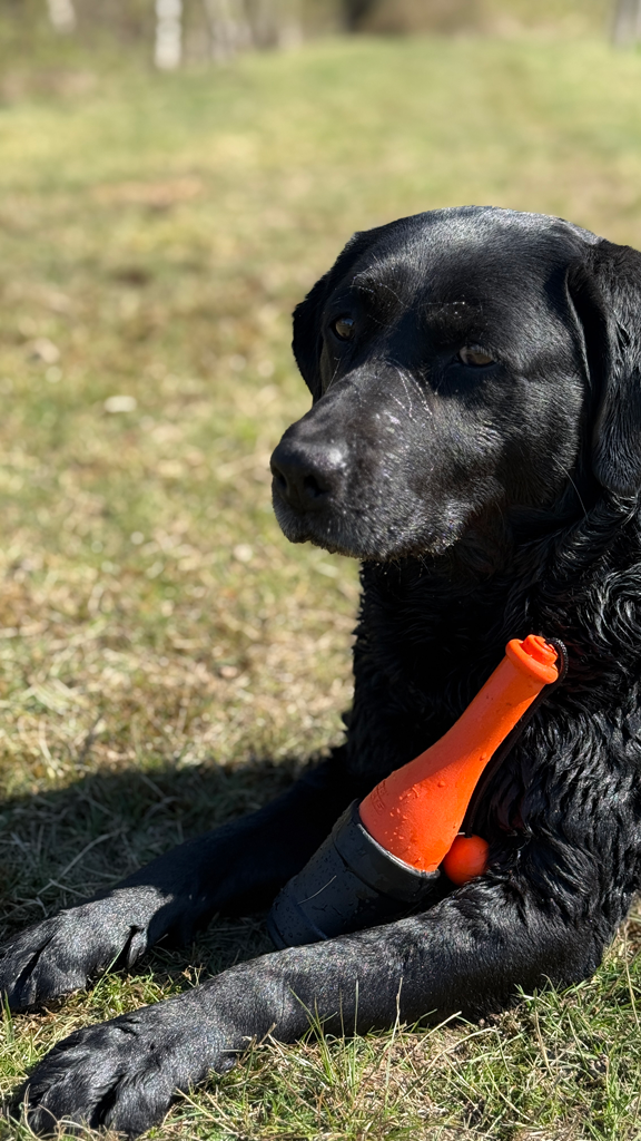 Dog Comets Bobber Oranje