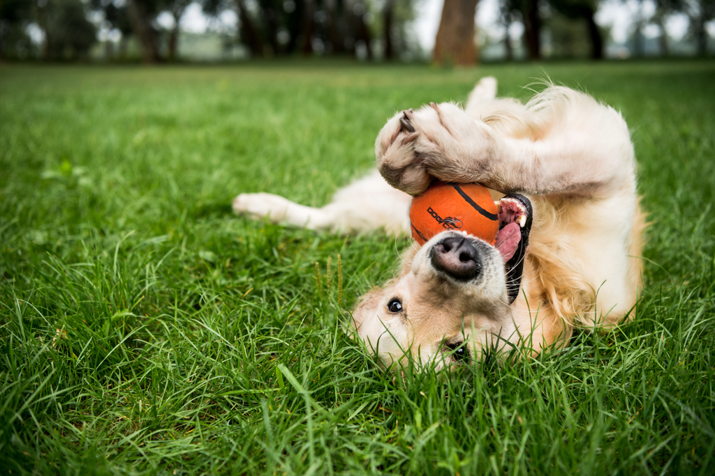Dog Comets Tennisbal Met Pieper Neutron Star M Oranje
