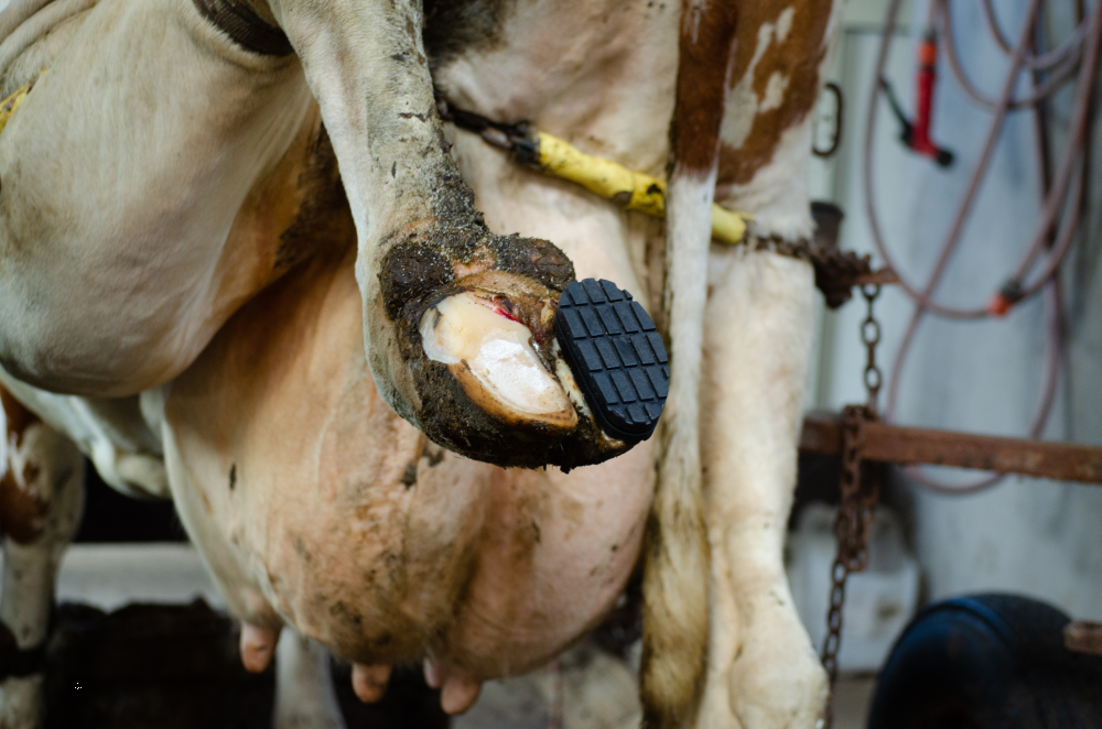 Excellent Easy Hoof Block PVC plastic - 11 cm