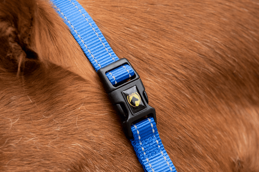 Excellent Premium Halster Blauw XS