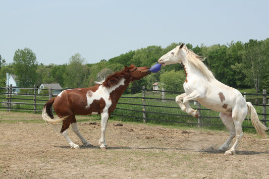 Jolly Ball Oranje (vanille)
