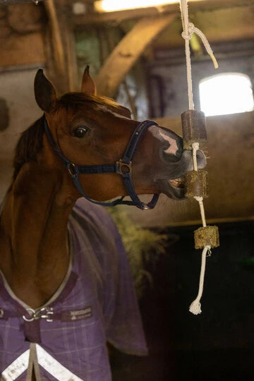 Lax Luzerne aan Speeltouw voor Paarden