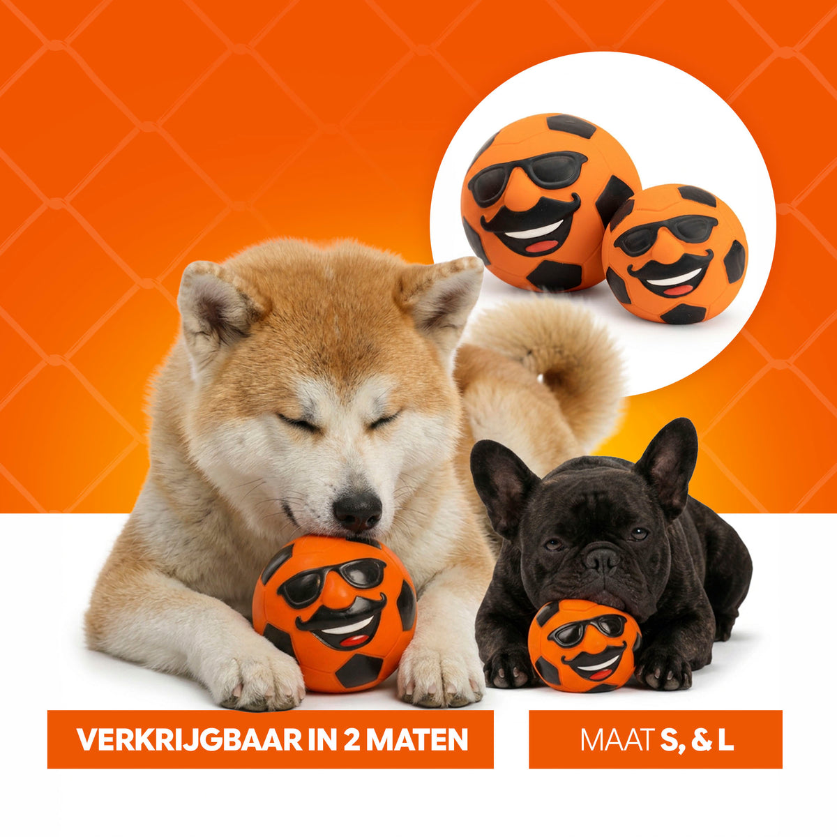 Oranje Mr. Dutch M