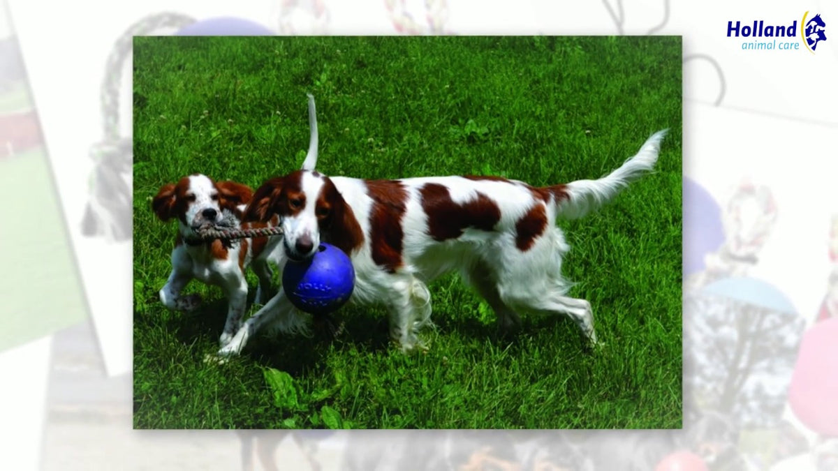 Jolly Romp-n-Roll Bosbessen M (15 cm)