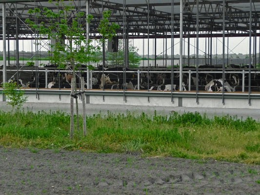 Koeien in een open stal in Laaghalerveen, Drenthe