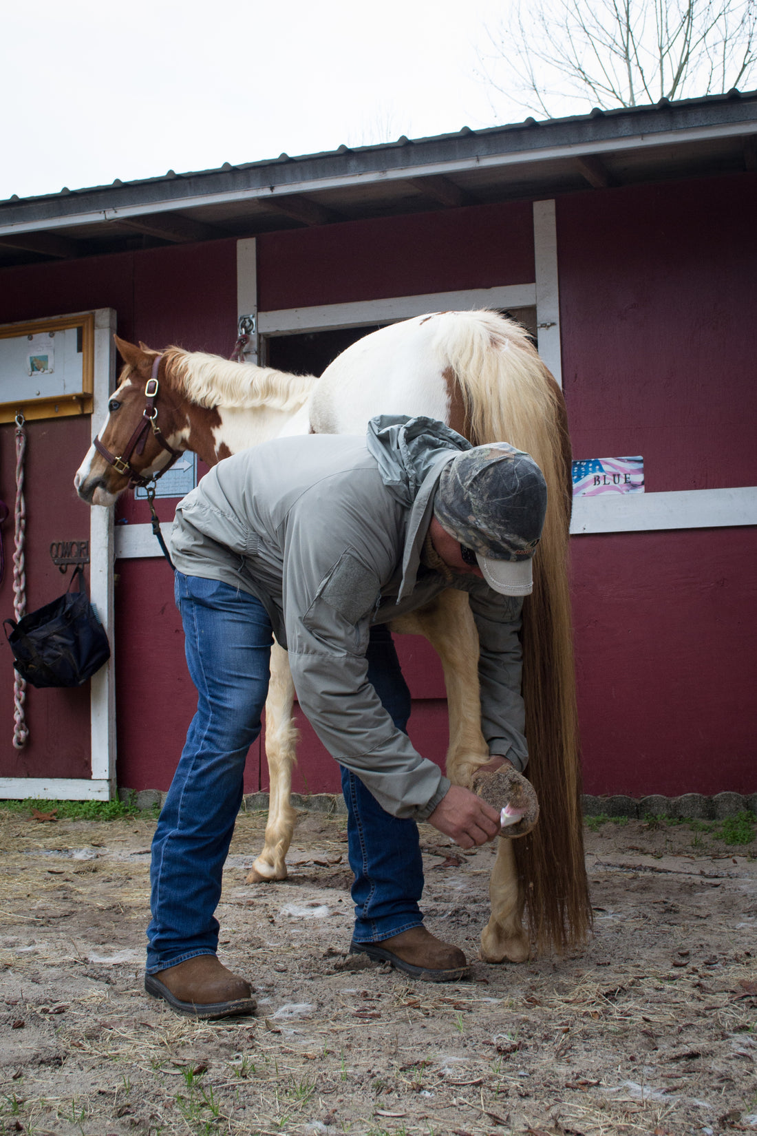 Iemand krabt de hoef van een paard uit bij de stal
