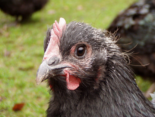 Orpington-hen in de rui met nieuwe veren op de kop