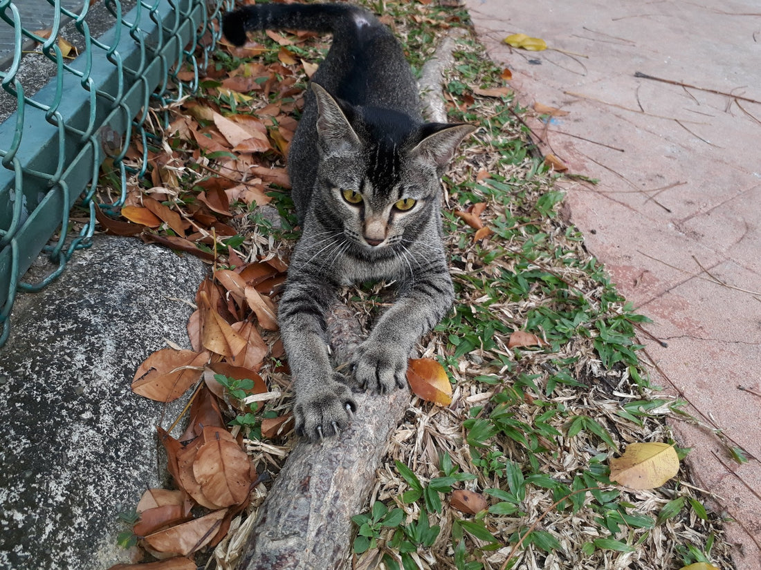 Cyperse kat krabt met zijn nagels aan een boomstam tussen herfstbladeren