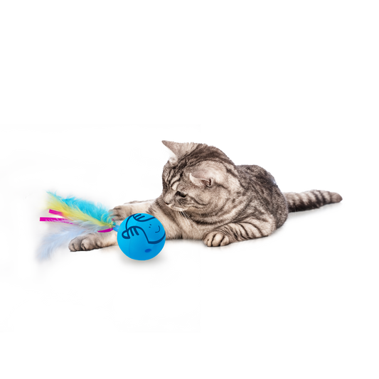 AFP Modern Cat Dizzy Spinner