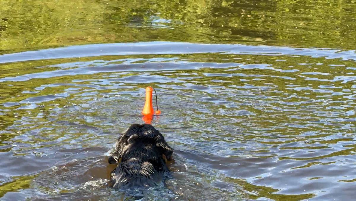 Dog Comets Bobber Oranje