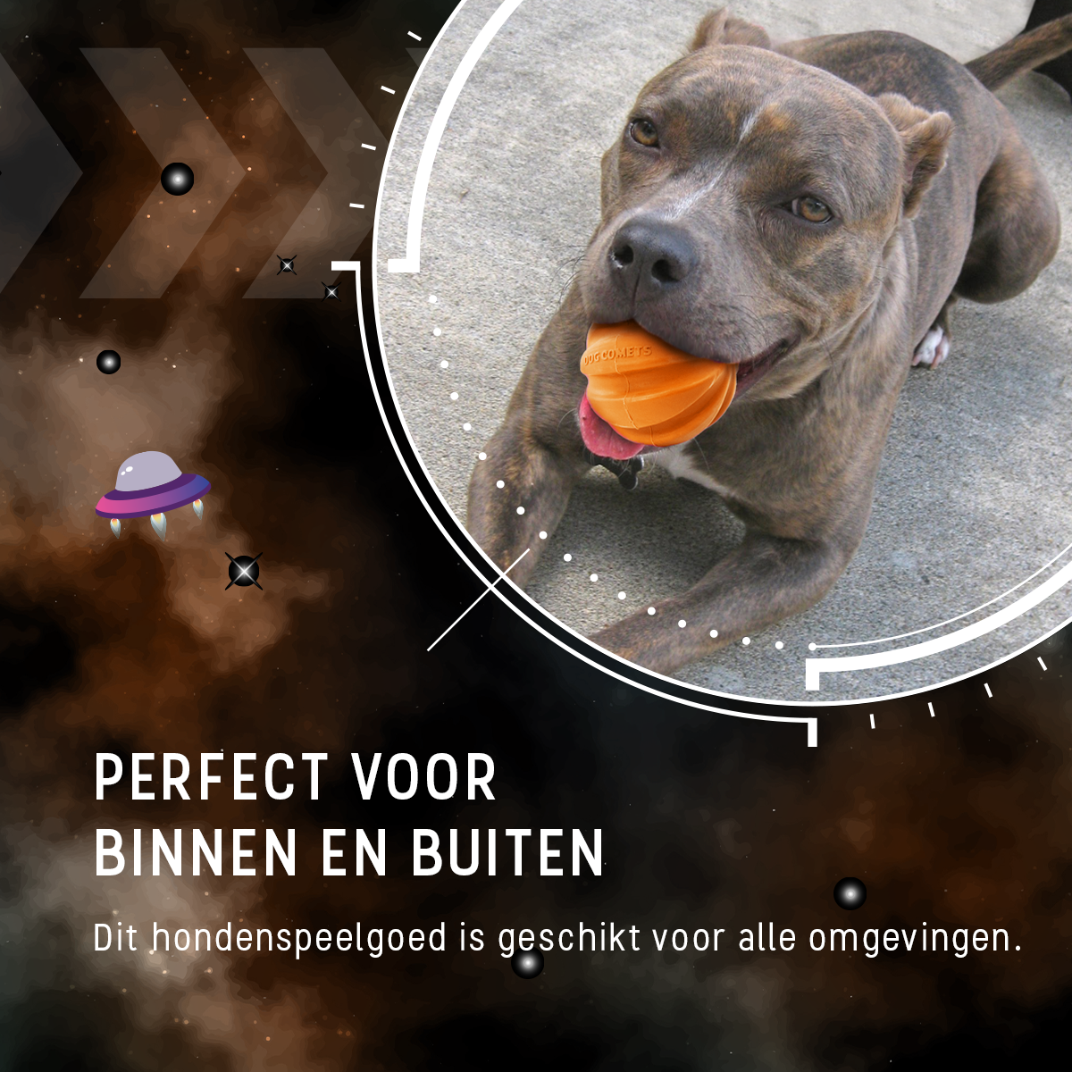 Dog Comets Swift Tuttle Met Touw Oranje