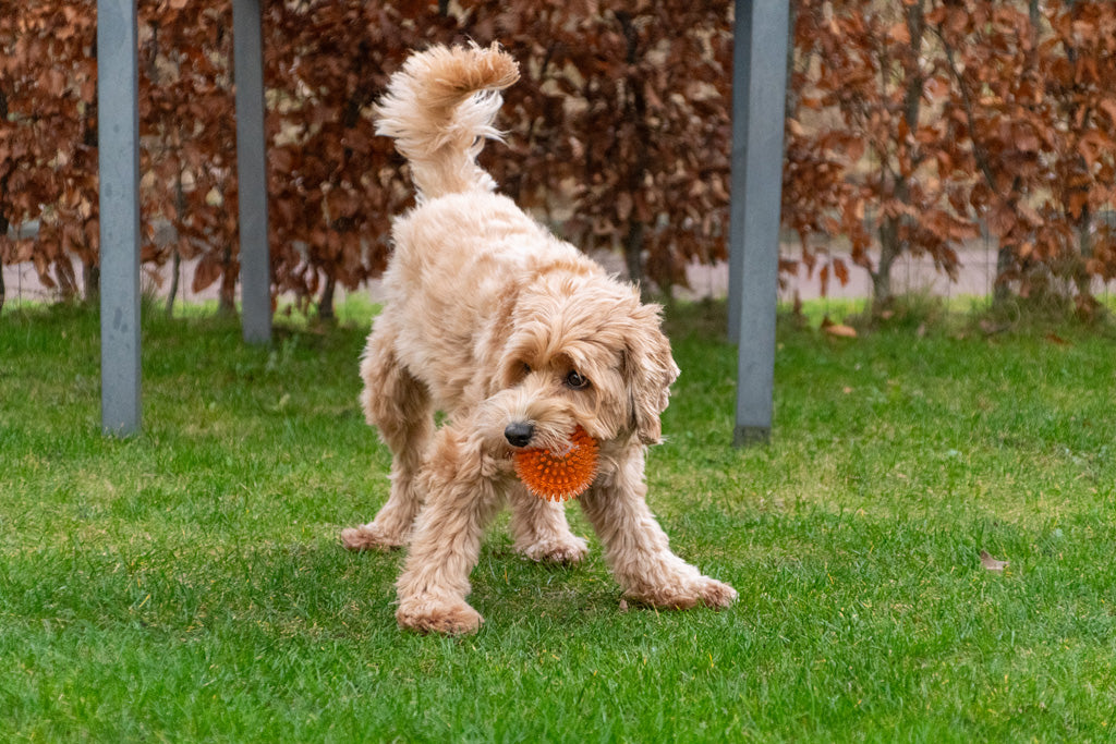 Dog Comets Exoplanet Egelbal M Roze