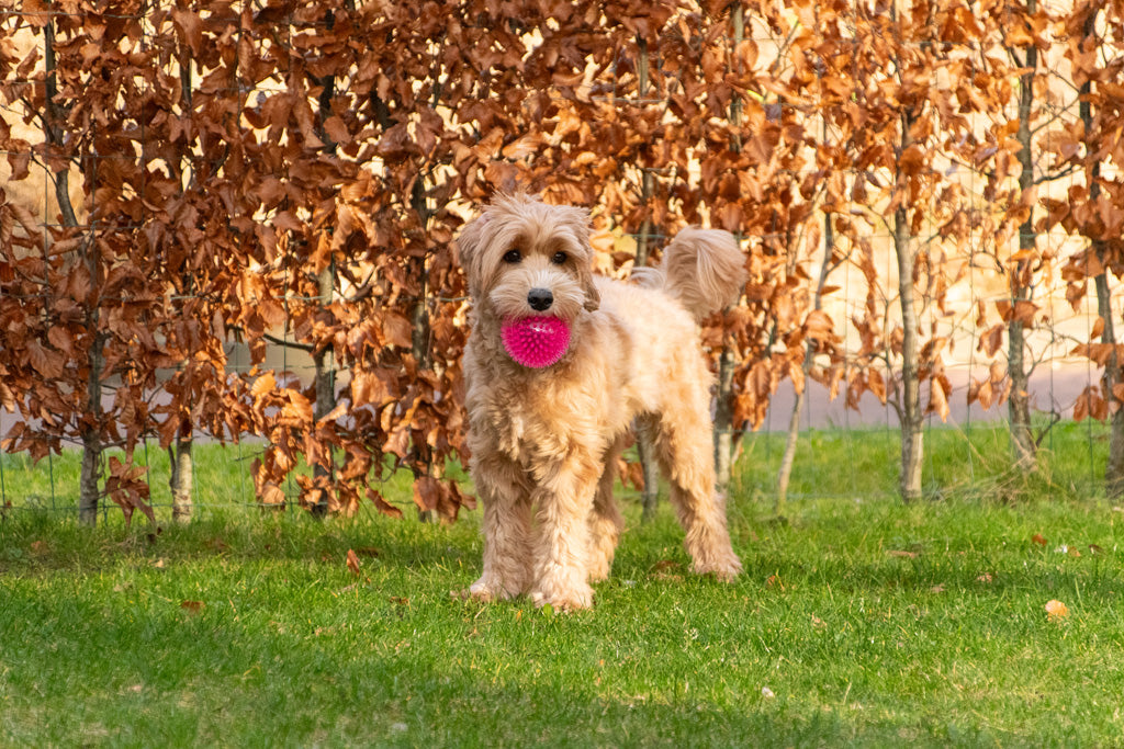 Dog Comets Exoplanet Egelbal M Roze