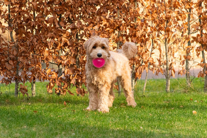 Dog Comets Exoplanet Egelbal M Roze