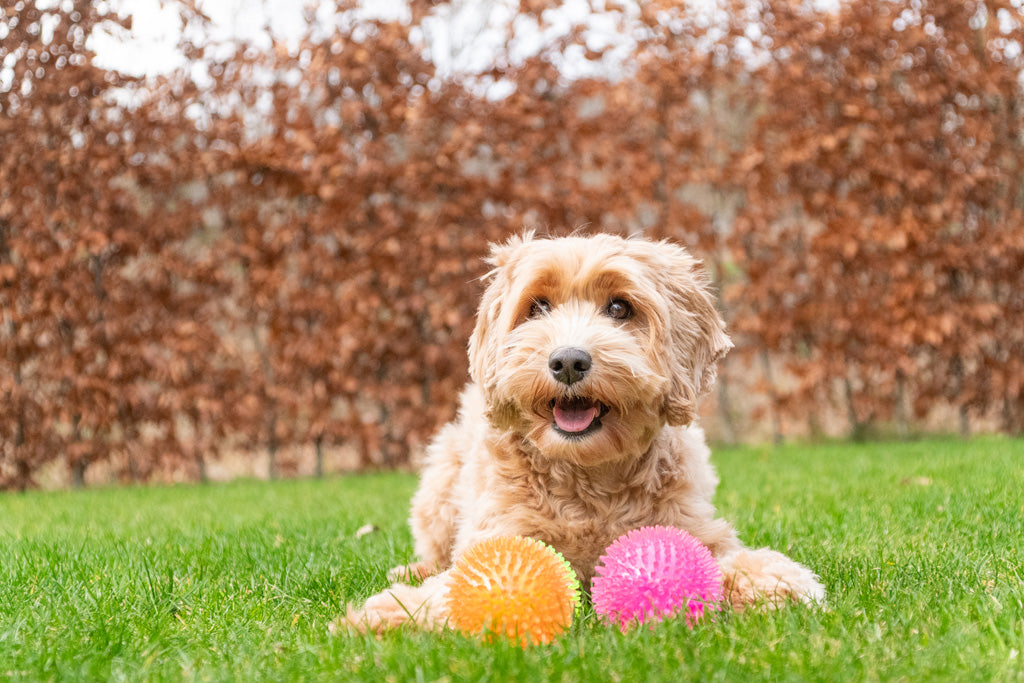 Dog Comets Exoplanet Egelbal S Groen