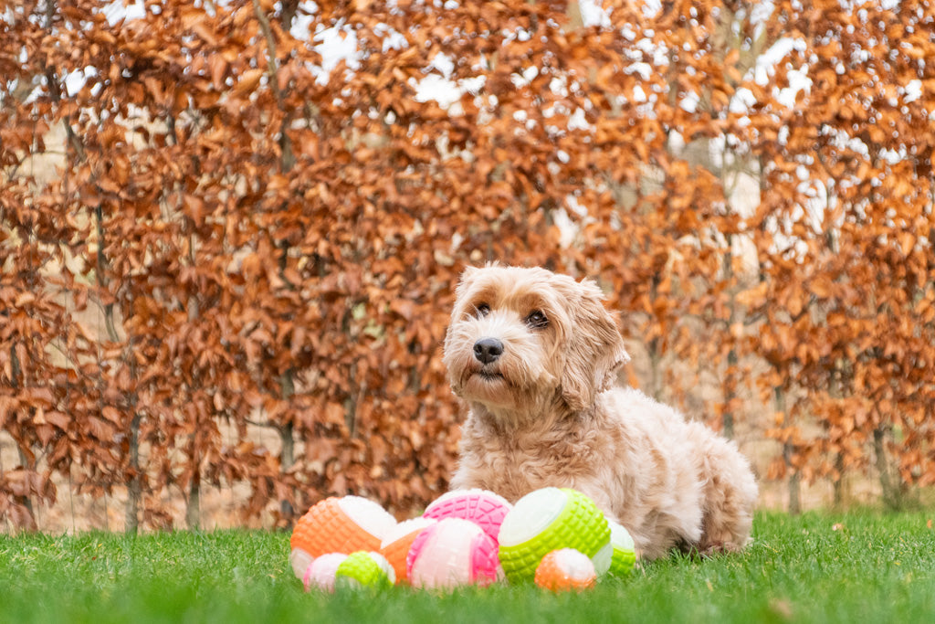 Dog Comets Glow In The Dark Moon Bal L Roze