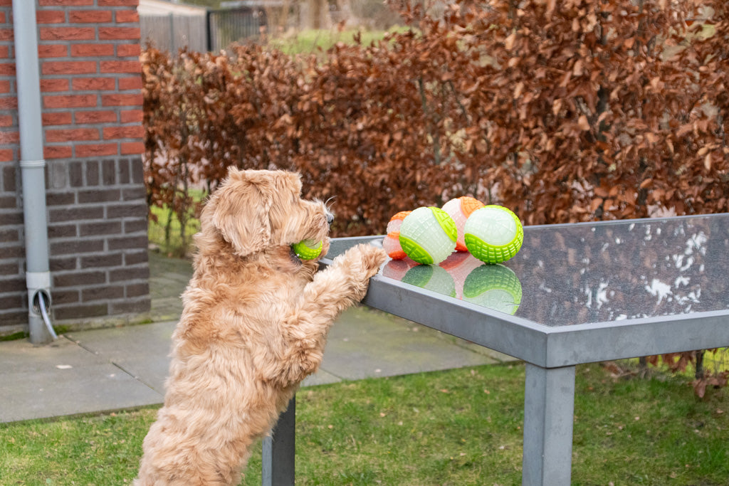 Dog Comets Glow In The Dark Moon Bal L Roze