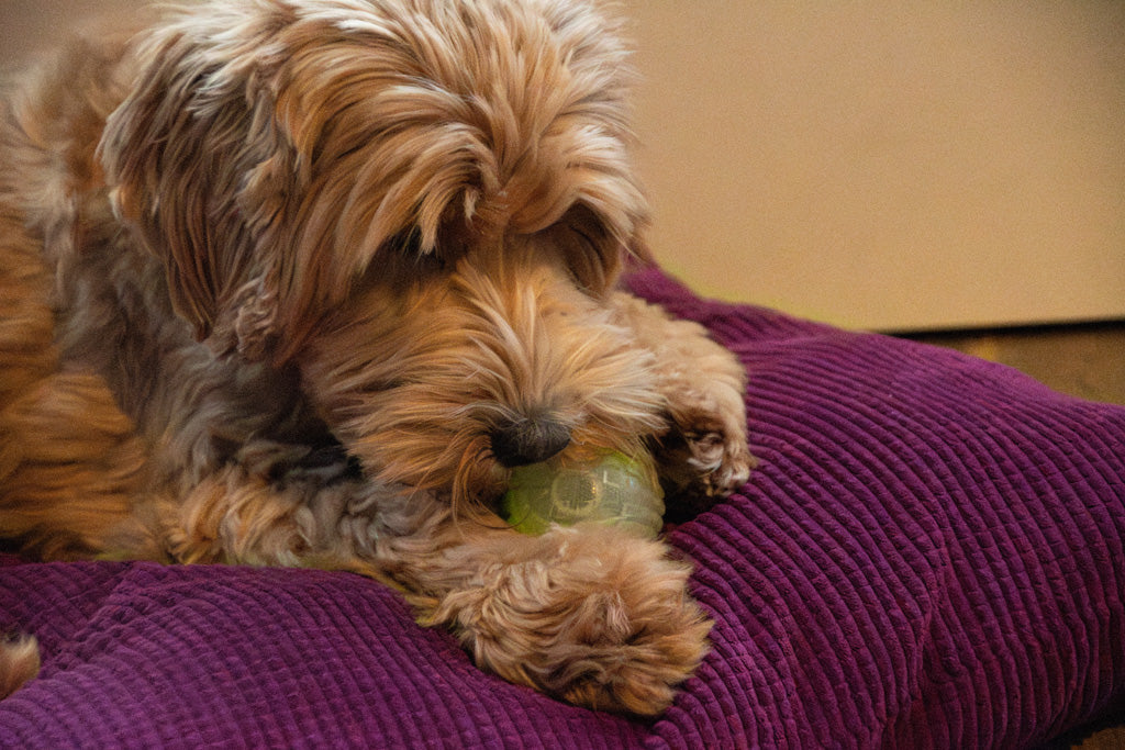Dog Comets Glow In The Dark Moon Bal M Groen