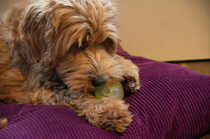 Dog Comets Glow In The Dark Moon Bal M Groen