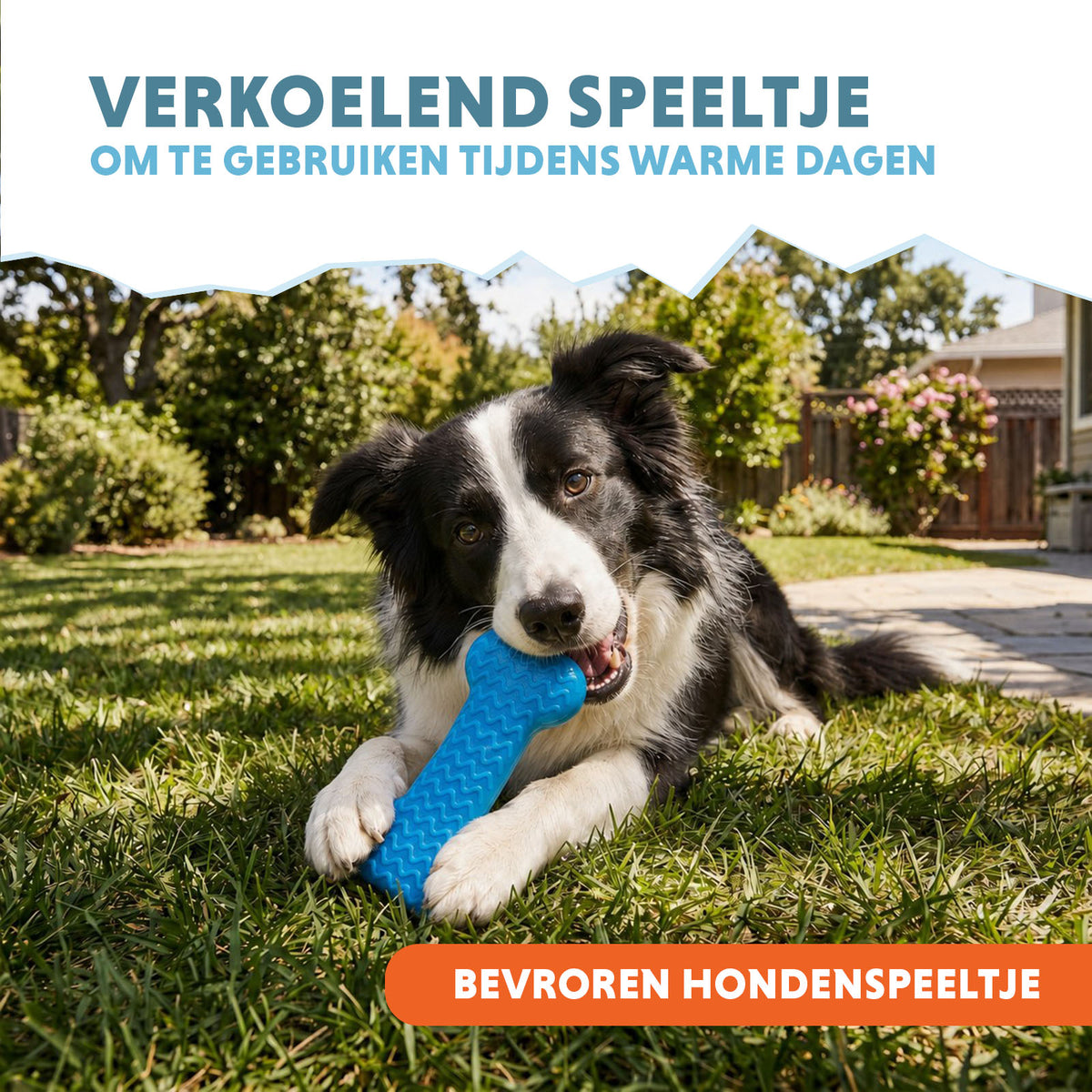 Coolpets Ice Bone