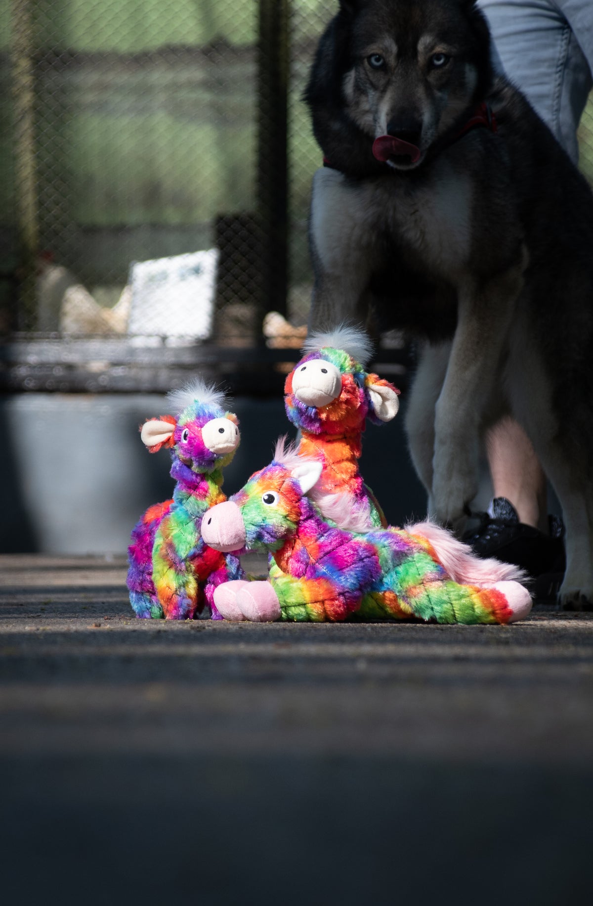 FantaZoo Bunny - M
