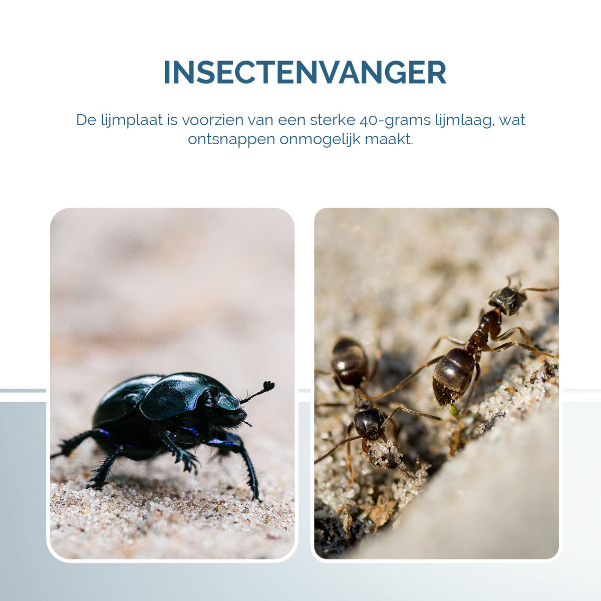 Insecten Lijmplaat Zwart