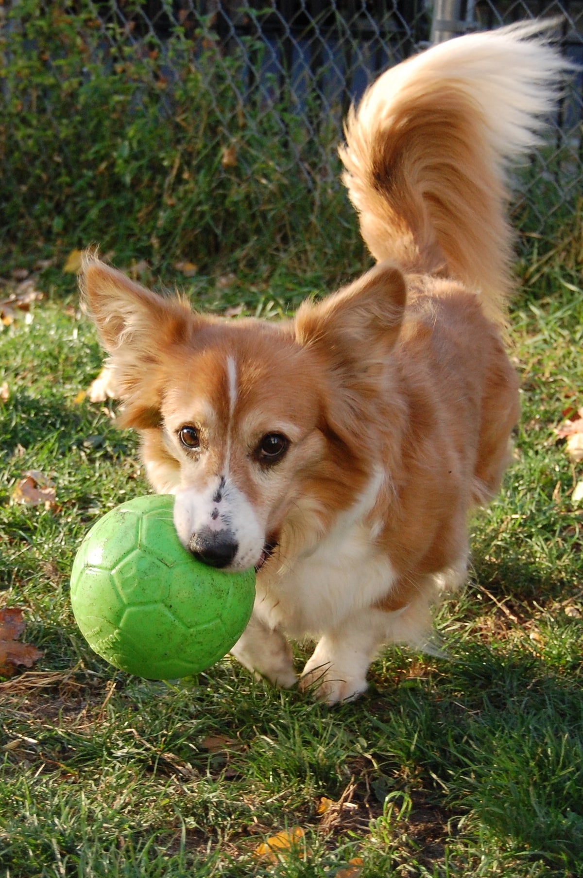 Jolly Soccer Ball Groen S (15 cm)