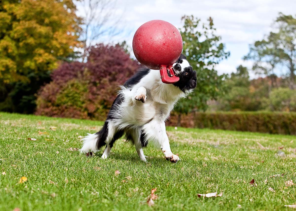 Jolly Tug-n-Toss Rood XL (25 cm)