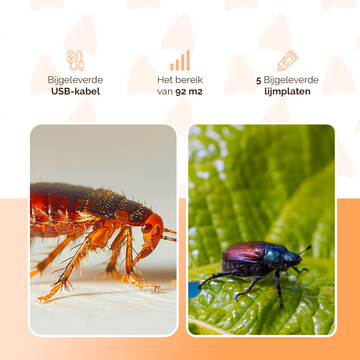 Knock Pest Insectenval