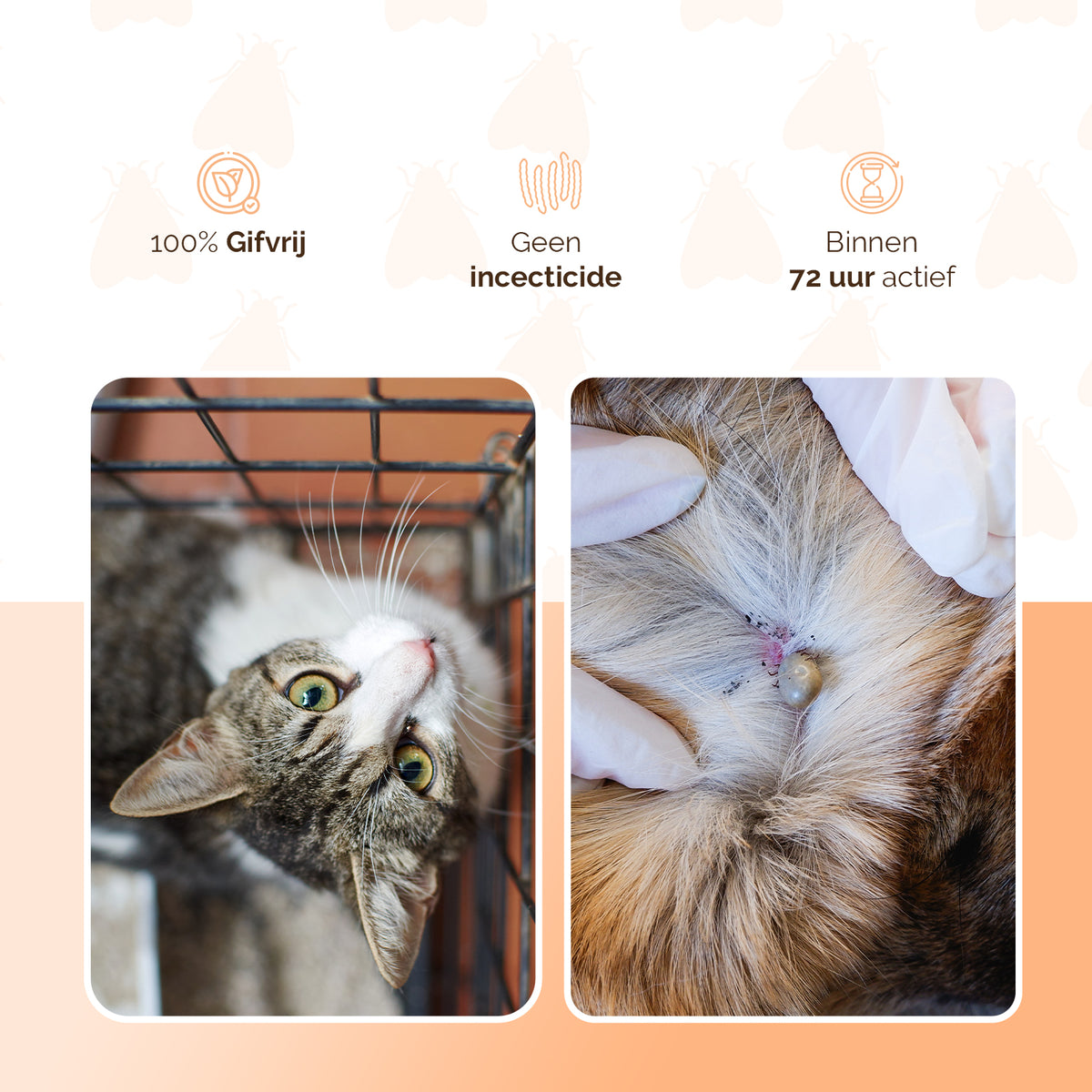 Knock Pest vlooien-tekenpipet Kat DE/UK