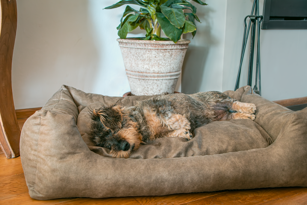 Let's Sleep Sweet Dreams Hondenmand Met Kussen L Cognac