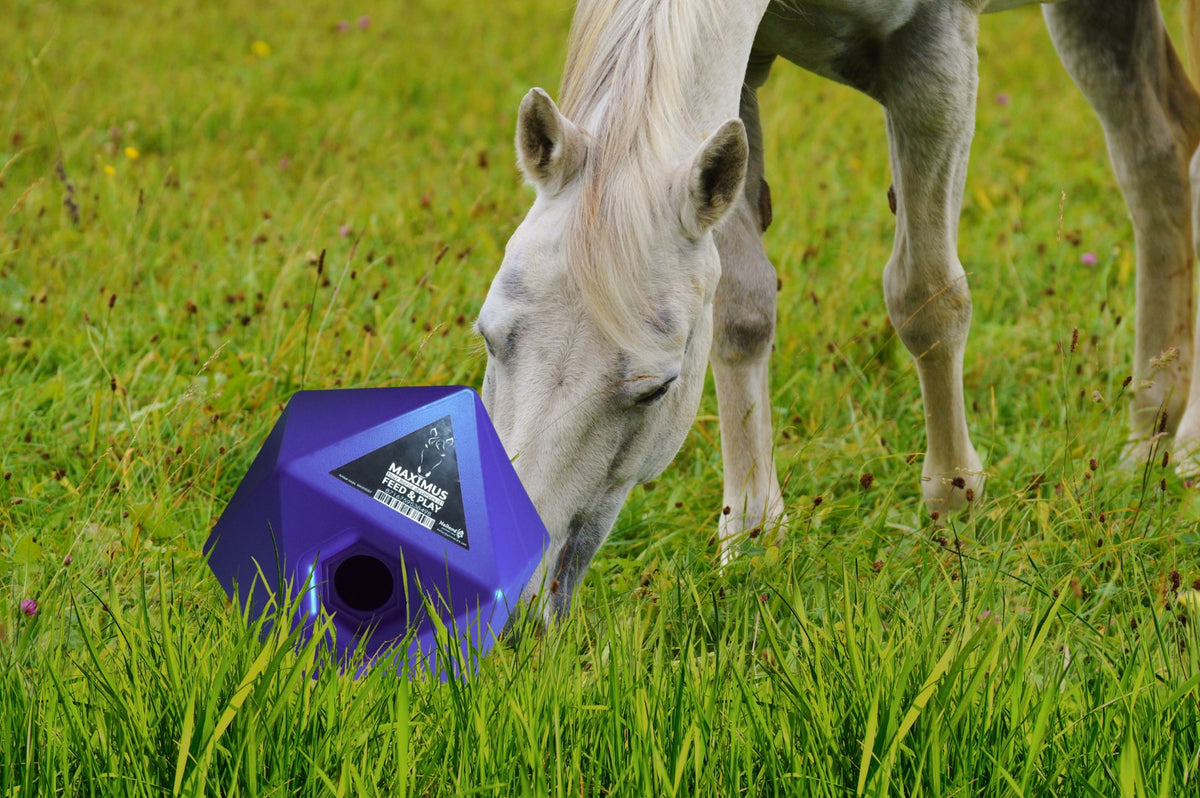 Maximus Feed & Play Blauw