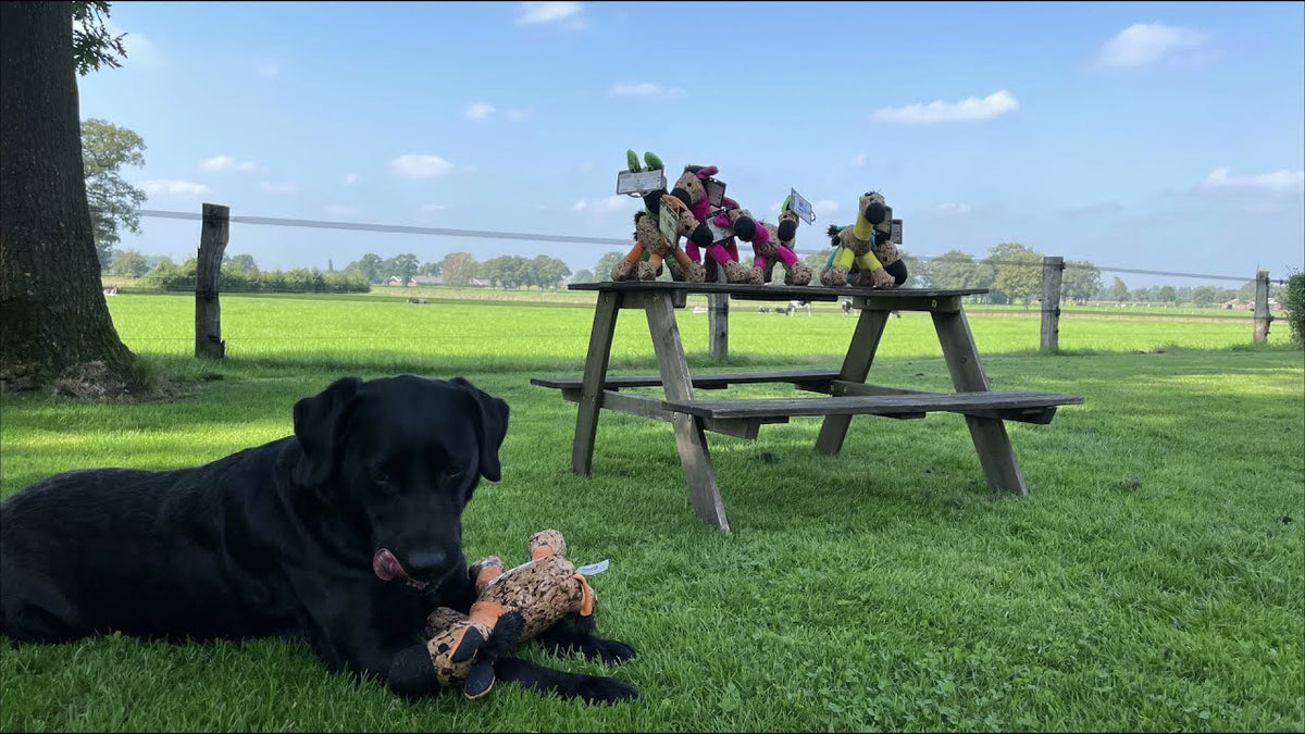 Retrodog Donkey Oranje M
