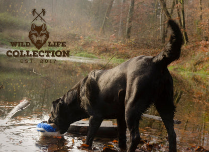 Wild Life Dog Eend