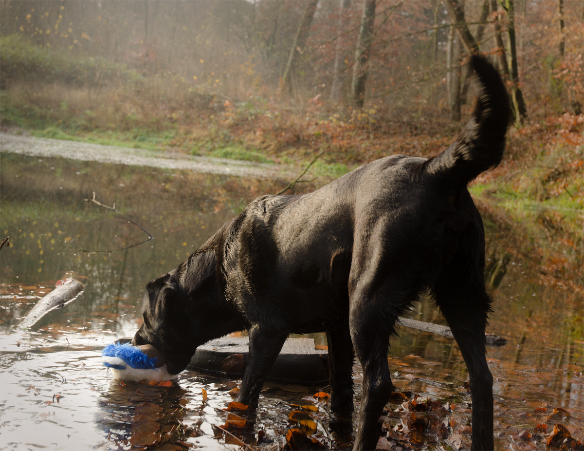 Wild Life Dog Eend