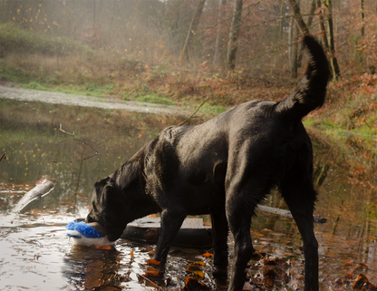 Wild Life Dog Eend