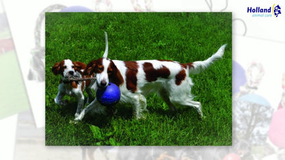 Jolly Romp-n-Roll Bosbessen M (15 cm)